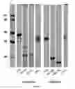 Fig. 02 - IMMUNOGENIC COMPOSITION