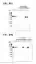 Fig. 09 - AntiPlexin A1 agonist antibody