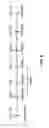Fig. 07 - COMPOSITIONS AND METHODS FOR TREATING SENESCENCE-ASSOCIATED DISEASES AND DISORDERS