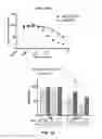 Fig. 35 - COMPOSITIONS AND METHODS FOR TREATING SENESCENCE-ASSOCIATED DISEASES AND DISORDERS