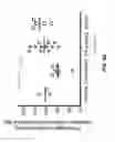 Fig. 41 - COMPOSITIONS AND METHODS FOR TREATING SENESCENCE-ASSOCIATED DISEASES AND DISORDERS