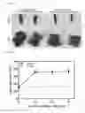 Fig. 07 - Gene/carrier complex for preventing or treating inflammatory diseases