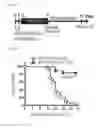 Fig. 13 - Gene/carrier complex for preventing or treating inflammatory diseases