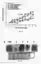 Fig. 15 - Nanoparticle composition for use in targeting cancer stem cells and method for treatment of cancer