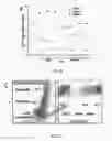 Fig. 20 - Nanoparticle composition for use in targeting cancer stem cells and method for treatment of cancer