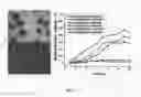 Fig. 26 - Nanoparticle composition for use in targeting cancer stem cells and method for treatment of cancer