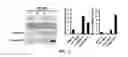 Fig. 03 - Gene and cell therapy using cell fusion technology