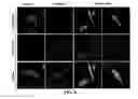 Fig. 08 - Gene and cell therapy using cell fusion technology