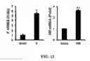 Fig. 12 - Gene and cell therapy using cell fusion technology