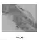 Fig. 06 - INJECTABLE HYDROGELS AND APPLICATIONS THEREOF