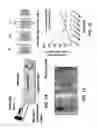 Fig. 02 - Method of generating collagen fibers