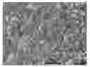 Fig. 01 - Biomimetic Scaffolds Including Devitalized Cells