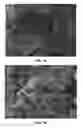 Fig. 02 - Biomimetic Scaffolds Including Devitalized Cells