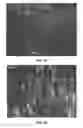 Fig. 06 - Biomimetic Scaffolds Including Devitalized Cells