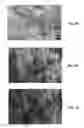 Fig. 09 - Biomimetic Scaffolds Including Devitalized Cells