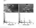 Fig. 03 - PRINTABLE MORPHOGENETIC PHASE-SPECIFIC CHITOSAN-CALCIUM-POLYPHOSPHATE SCAFFOLD FOR BONE REPAIR