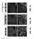 Fig. 09 - Methods for lymphatic delivery of active agents