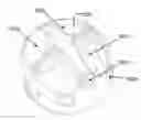Fig. 01 - SENSING SPORT BALL