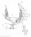 Fig. 08 - Steered wheel support structure of vehicle
