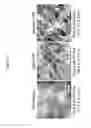 Fig. 57 - Methods of preparing single-walled carbon nanotube networks
