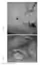 Fig. 05 - Method for cleaning water dispensers via use of selectively bred and cultivated generations of microbes