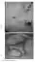 Fig. 05 - Method for water remediation and desalination via selectively breeding and cultivating generations of microbes