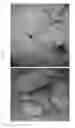 Fig. 05 - MICROBIAL SOIL ENHANCEMENTS