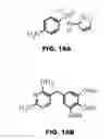 Fig. 31 - COMPOUNDS AND METHODS FOR TREATING BACTERIAL INFECTIONS