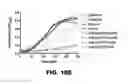 Fig. 33 - COMPOUNDS AND METHODS FOR TREATING BACTERIAL INFECTIONS