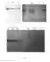 Fig. 05 - Method for isolating and purifying recombinant human serum albumin from transgenic rice grain