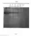 Fig. 08 - Method for isolating and purifying recombinant human serum albumin from transgenic rice grain