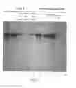 Fig. 10 - Method for isolating and purifying recombinant human serum albumin from transgenic rice grain