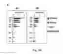 Fig. 04 - Engineered outer domain (eOD) of HIV GP120, mutants and use thereof
