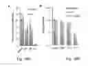 Fig. 13 - Engineered outer domain (eOD) of HIV GP120, mutants and use thereof