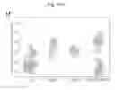 Fig. 99 - Engineered outer domain (eOD) of HIV GP120, mutants and use thereof