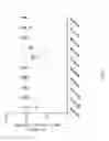 Fig. 02 - Novel Promiscuous HPV16-Derived T Helper Epitopes for Immunotherapy