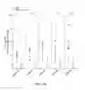 Fig. 05 - Novel Promiscuous HPV16-Derived T Helper Epitopes for Immunotherapy