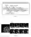 Fig. 08 - FLUORESCENT PROTEIN