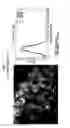 Fig. 02 - Compositions and methods for preventing or treating diseases, conditions or processes characterized by aberrant fibroblast proliferation and extracellular matrix deposition
