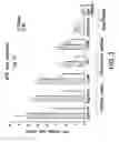 Fig. 04 - Peptides and compositions for treatment of joint damage