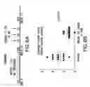 Fig. 07 - Peptides and compositions for treatment of joint damage