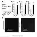 Fig. 02 - MUSCLIN PEPTIDES AND METHODS OF USE THEREOF