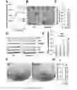 Fig. 07 - MUSCLIN PEPTIDES AND METHODS OF USE THEREOF