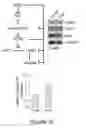 Fig. 30 - METHODS AND COMPOSITIONS RELATING TO ANTI-NUCLEOLIN RECOMBINANT IMMUNOAGENTS