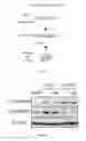 Fig. 08 - METHOD FOR TREATING CANCER METASTASIS AND COMPOSITION THEREOF
