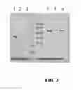 Fig. 05 - Covalent diabodies and uses thereof