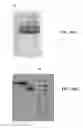 Fig. 17 - Covalent diabodies and uses thereof