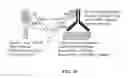 Fig. 22 - Covalent diabodies and uses thereof
