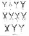 Fig. 31 - Covalent diabodies and uses thereof