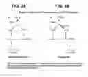 Fig. 04 - Endoglin Antibodies